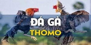 Đá gà Thomo tại nhà cái uy tín OK365