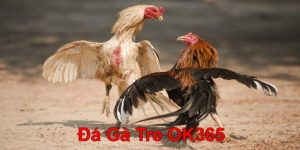 Đá gà tre tại nhà cái uy tín OK365